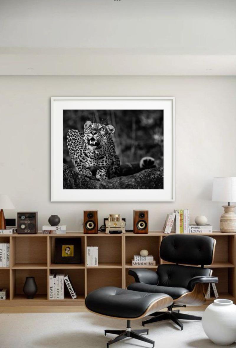 Alerte au sol - Jeune léopard accroupi, photographie d'art - Photograph de David Yarrow
