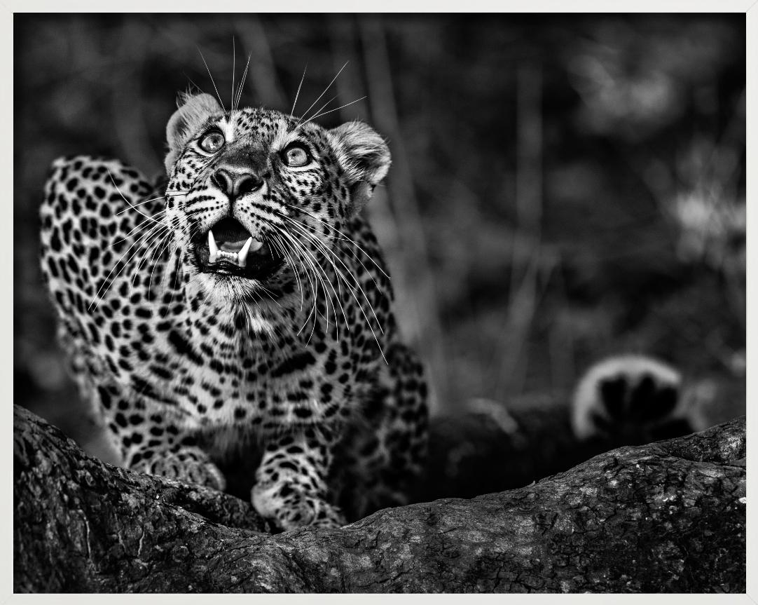 Alerte au sol - Jeune léopard accroupi, photographie d'art - Contemporain Photograph par David Yarrow