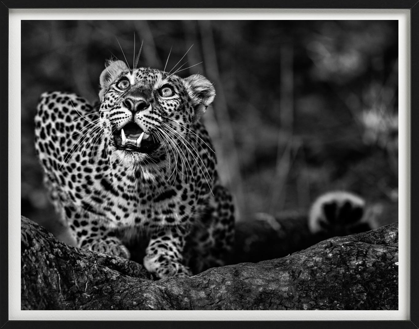 Alerte au sol - Jeune léopard accroupi, photographie d'art - Noir Figurative Photograph par David Yarrow