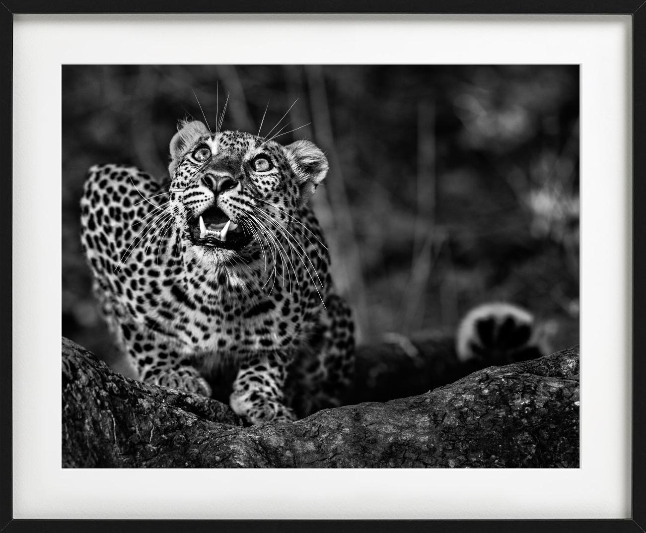 Ground alert, a young leopard crouching, qui présente des paysages idylliques en noir et blanc, a été photographié par David Yarrow.  

Tous les tirages sont en édition limitée. Disponible en plusieurs tailles. Encadrement haut de gamme sur
