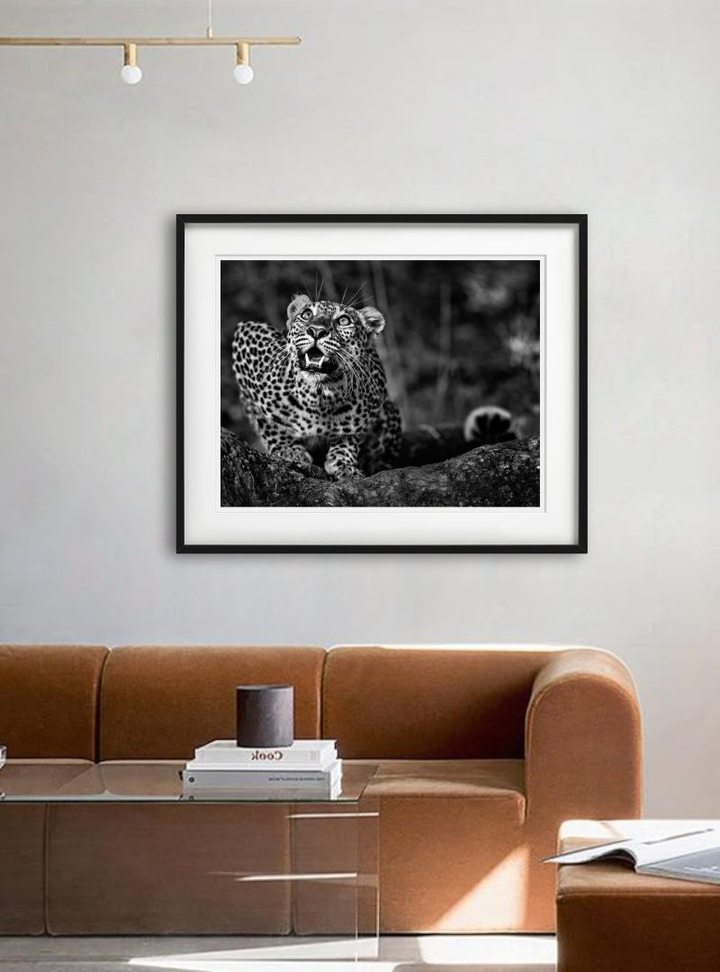 Alerte au sol - Jeune léopard accroupi, photographie d'art en vente 1