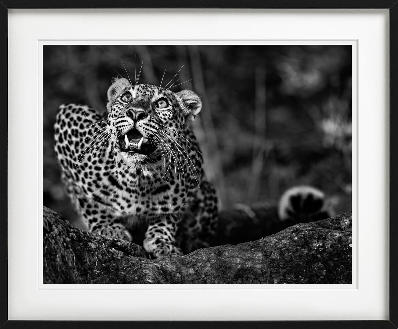 Alerte au sol - Jeune léopard accroupi, photographie d'art en vente 2