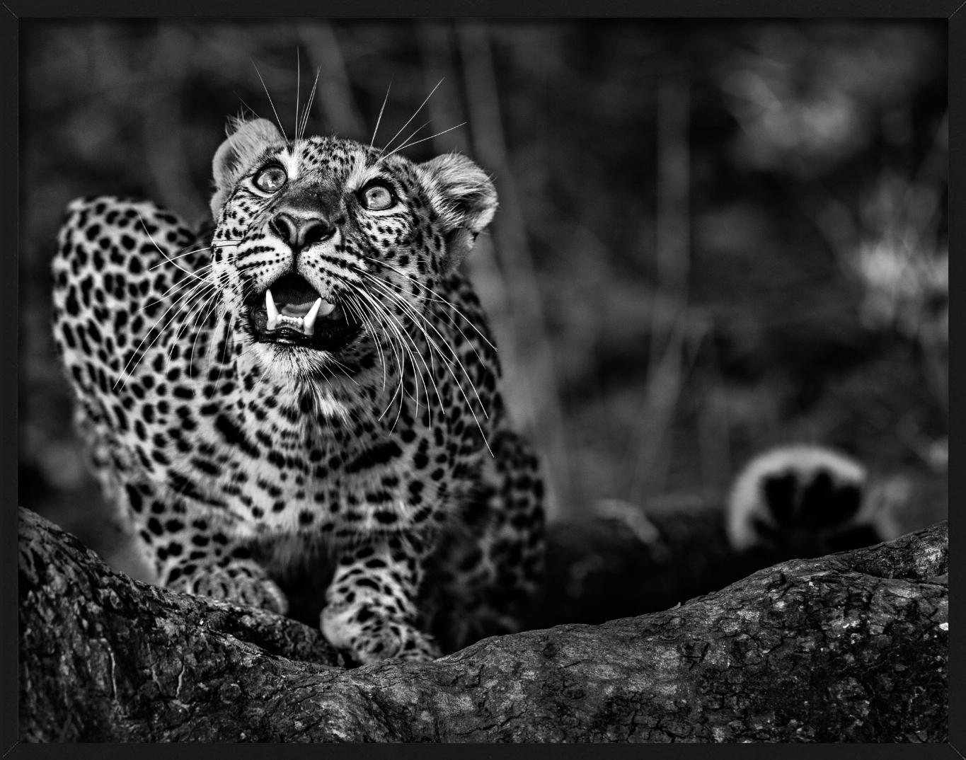 Alerte au sol - Jeune léopard accroupi, photographie d'art en vente 3