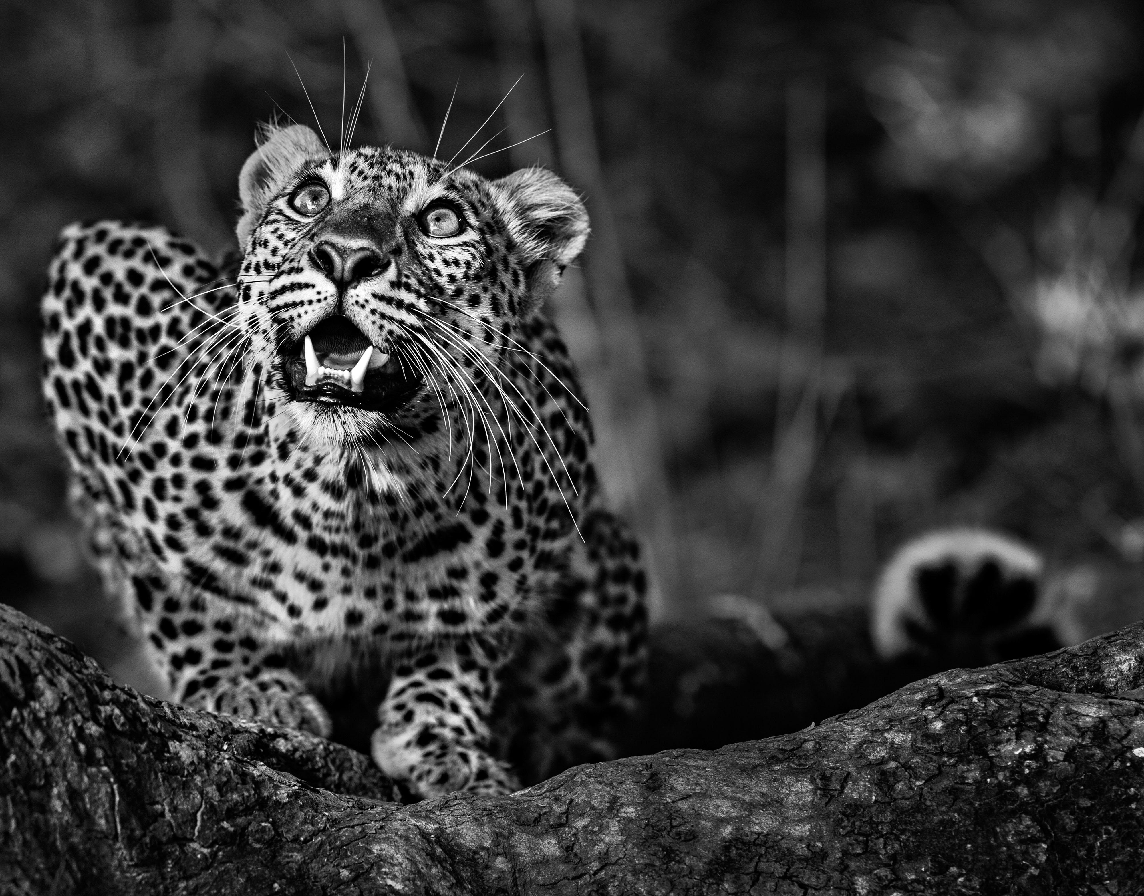 Figurative Photograph David Yarrow - Alerte au sol - Jeune léopard accroupi, photographie d'art