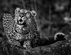 Ground Alert, Zambia by David Yarrow - Contemporary Wildlife Photography
