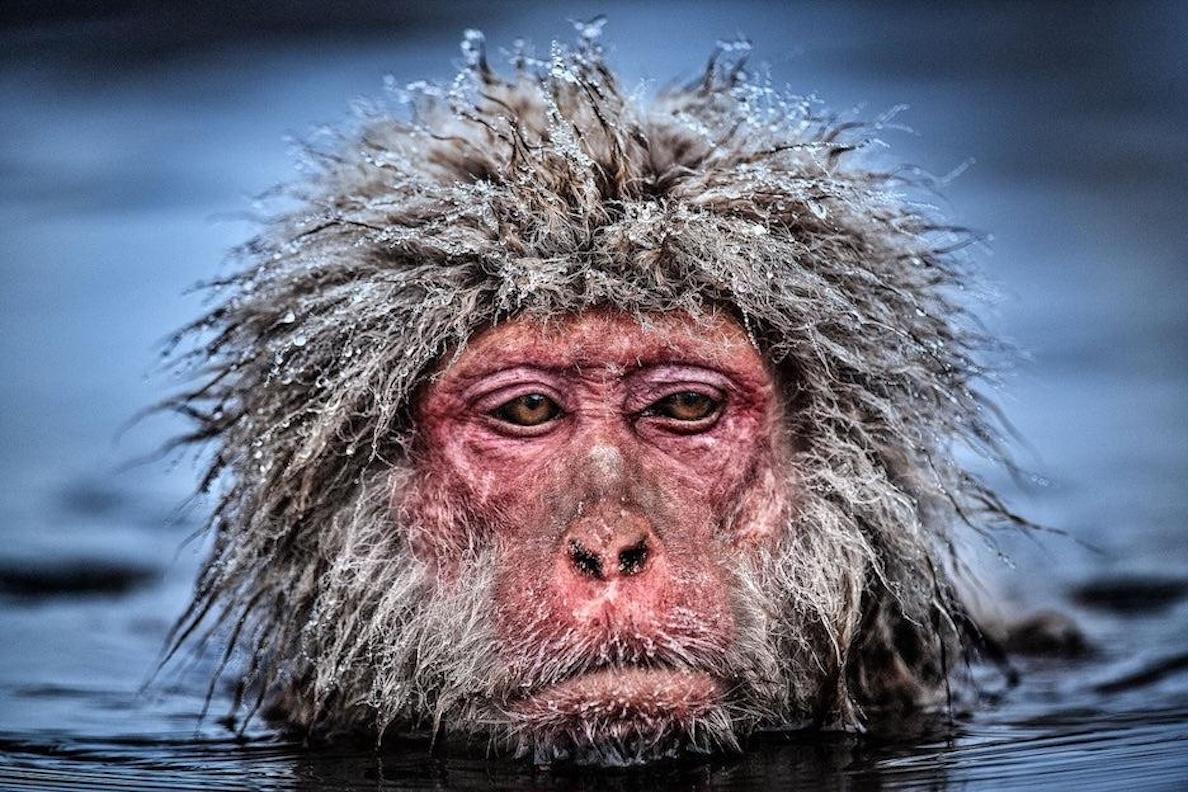 Grumpy Monkey (Colour) by David Yarrow - New Release - Wildlife