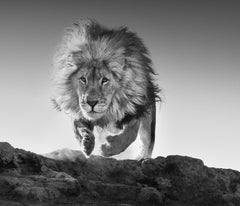 Hairspray, South Africa by David Yarrow - Lion - Wildlife