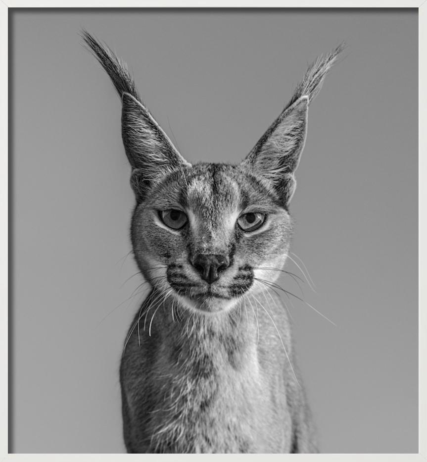 Harry Potter, Caracal - portrait animalier, photographie d'art, 2019 en vente 5