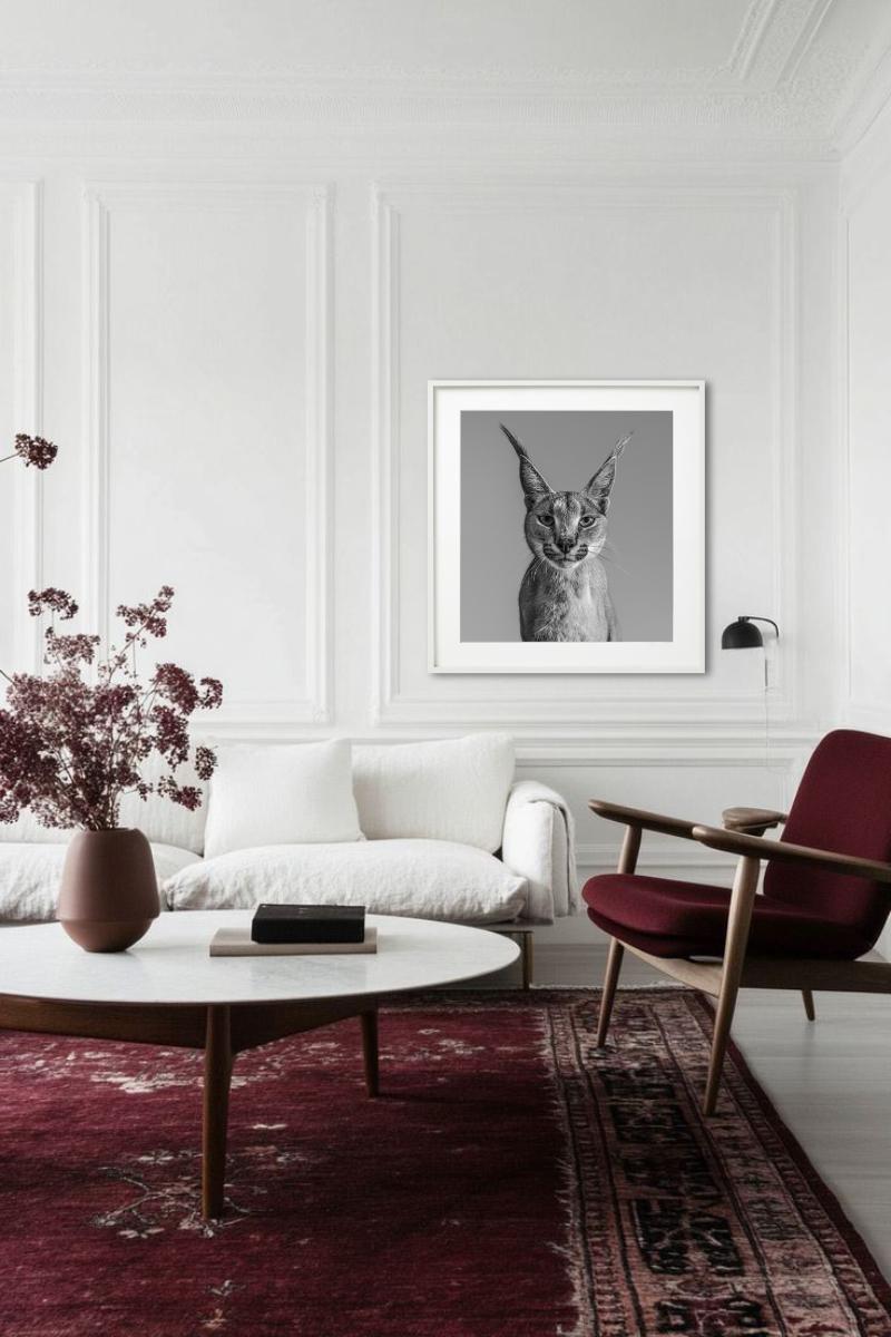 Harry Potter, Caracal - portrait animalier, photographie d'art, 2019 en vente 6