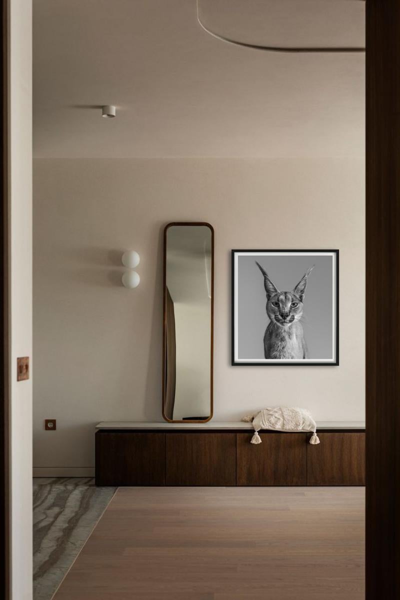 Harry Potter, Caracal - portrait animalier, photographie d'art, 2019 - Photograph de David Yarrow