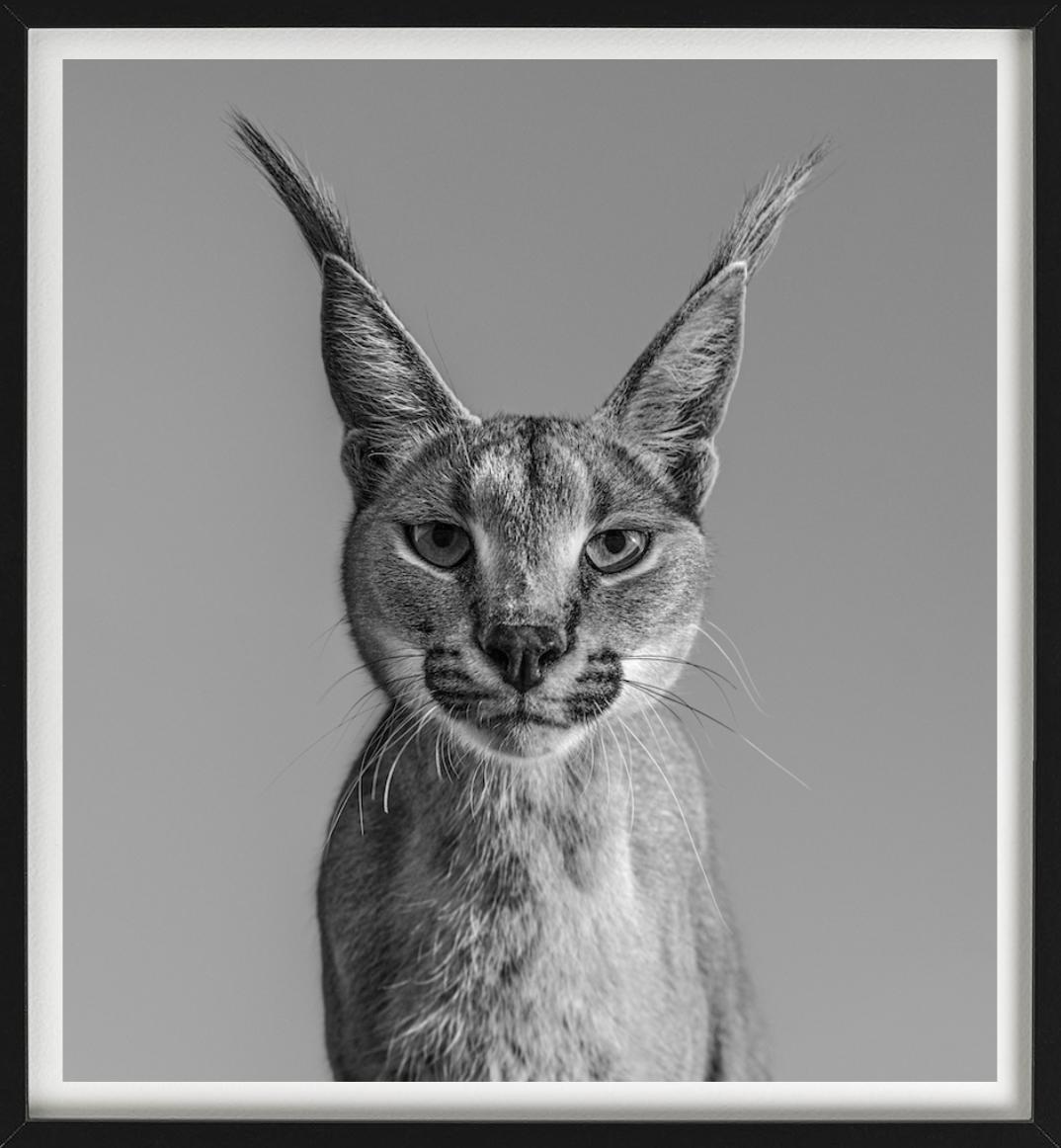 Harry Potter, Caracal - portrait animalier, photographie d'art, 2019 - Contemporain Photograph par David Yarrow
