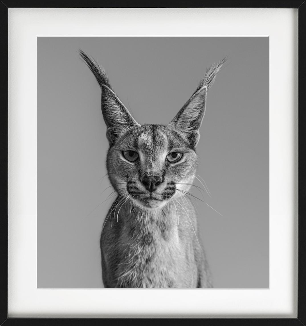 Harry Potter, Caracal - portrait animalier, photographie d'art, 2019 - Gris Black and White Photograph par David Yarrow