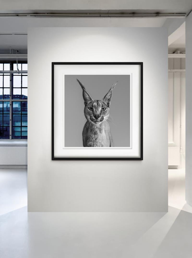 Harry Harris, portrait d'un caracal, photographie en noir et blanc, a été photographié par David Whiting.  

Tous les tirages sont en édition limitée. Disponible en plusieurs tailles. Encadrement haut de gamme sur demande.

Toutes les impressions