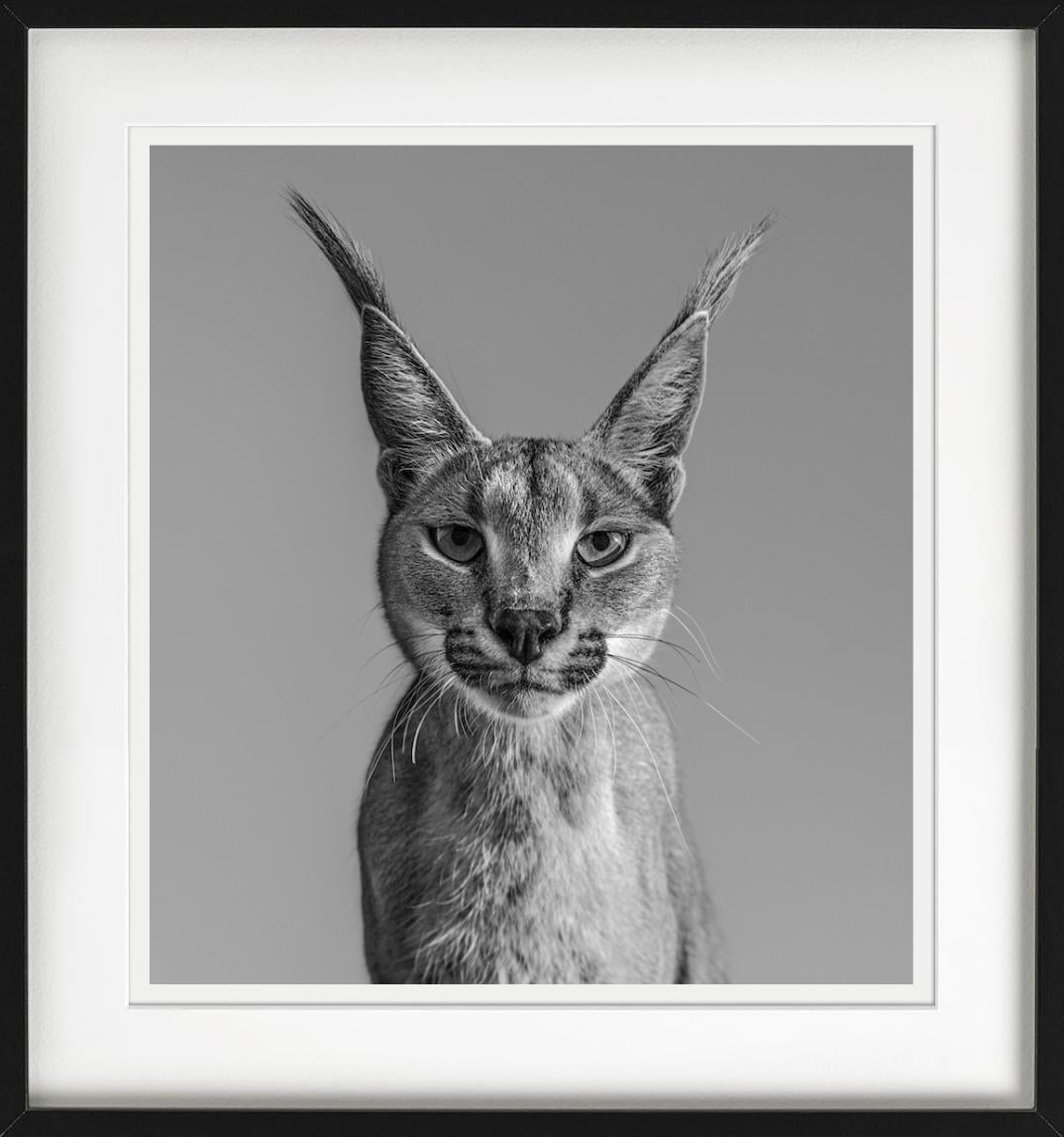 Harry Potter, Caracal - portrait animalier, photographie d'art, 2019 en vente 1