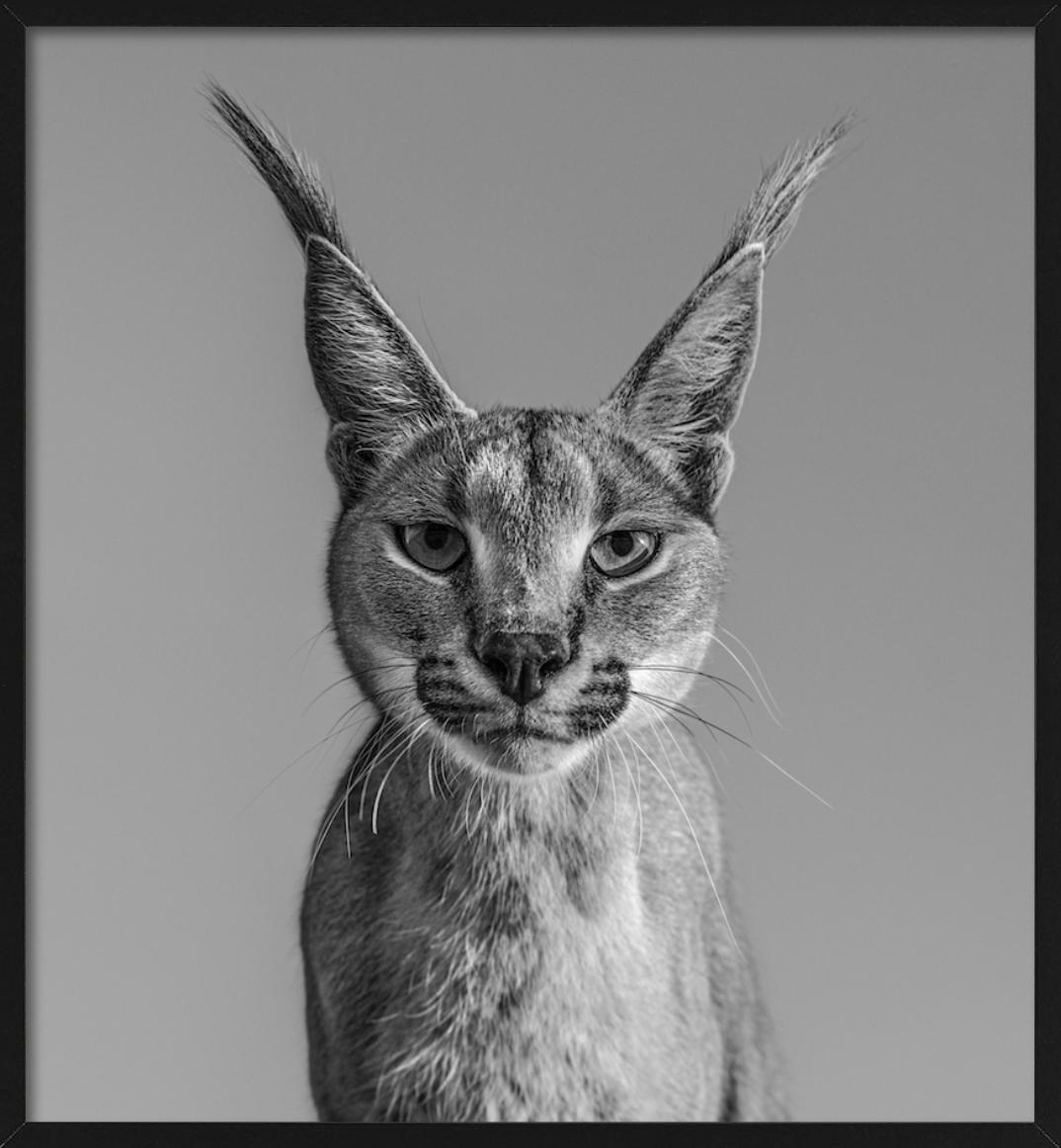 Harry Potter, Caracal - portrait animalier, photographie d'art, 2019 en vente 2