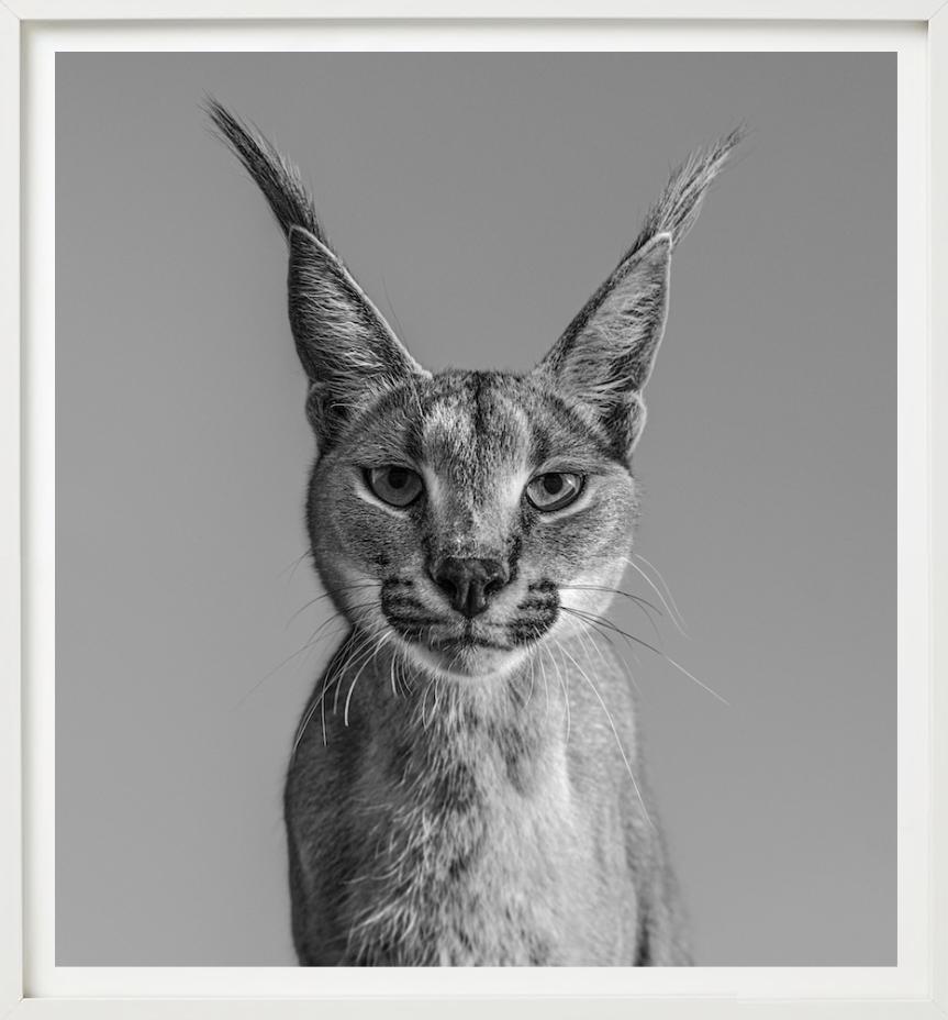 Harry Potter, Caracal - portrait animalier, photographie d'art, 2019 en vente 3