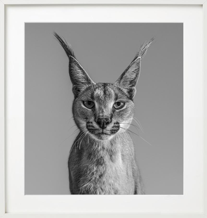 Harry Potter, Caracal - portrait animalier, photographie d'art, 2019 en vente 4