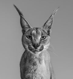 Harry Potter, Caracal - animal Portrait, Fine Art Photography, 2019