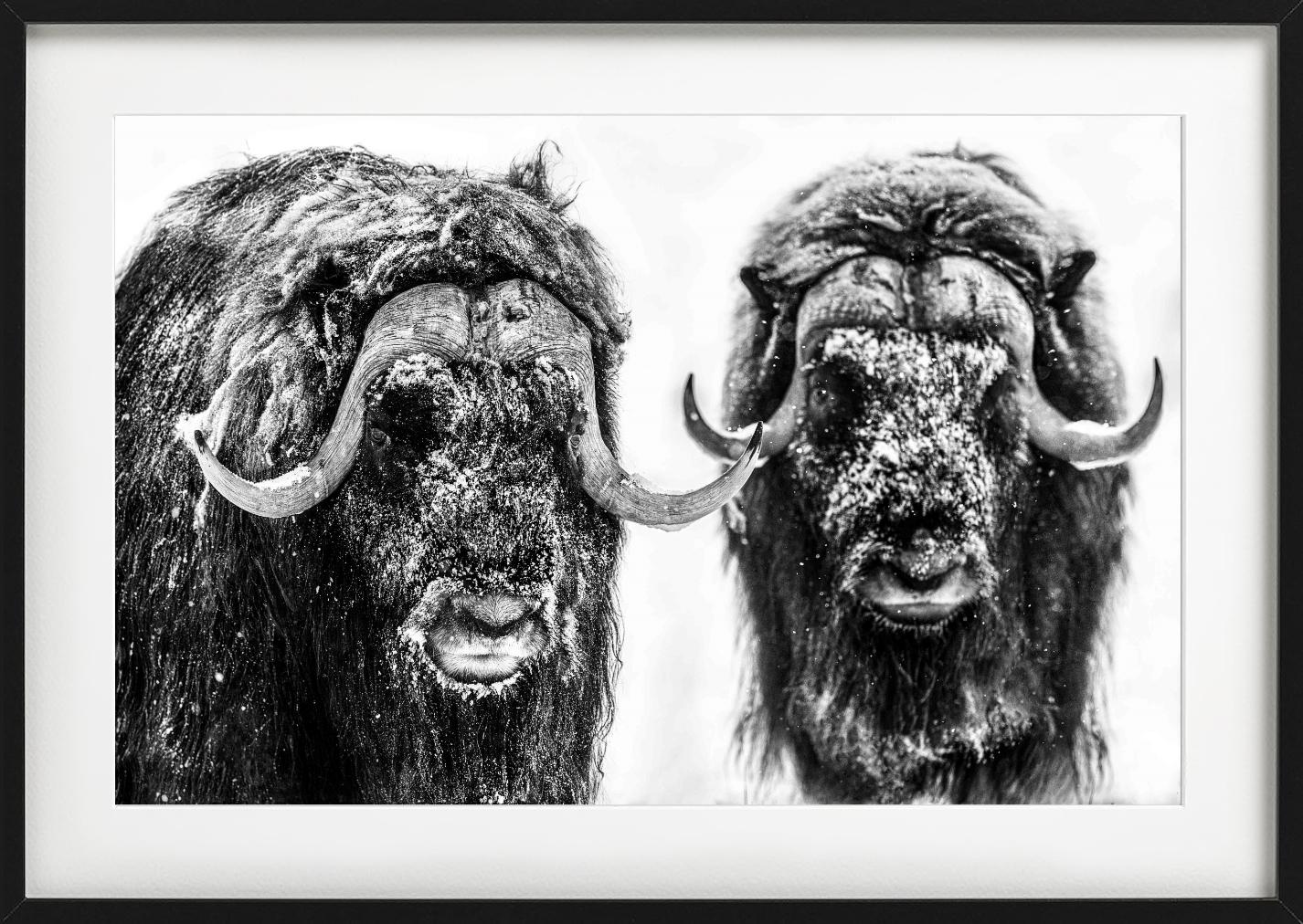 Hell's Kitchen, Moschusochse, Schwarzweiß, Kunstfotografie – Photograph von David Yarrow