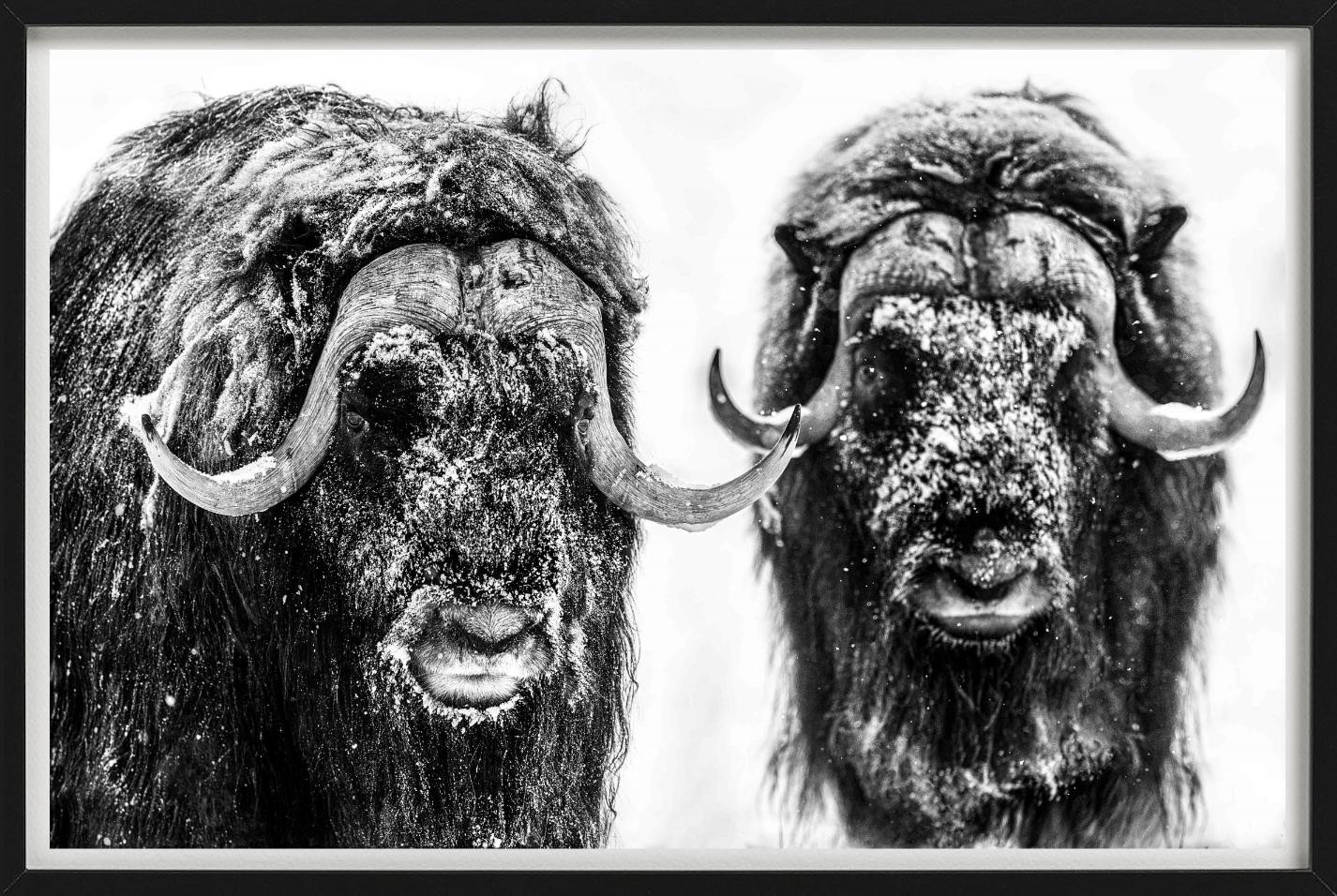 Hell's Kitchen, Moschusochse, Schwarzweiß, Kunstfotografie (Zeitgenössisch), Photograph, von David Yarrow