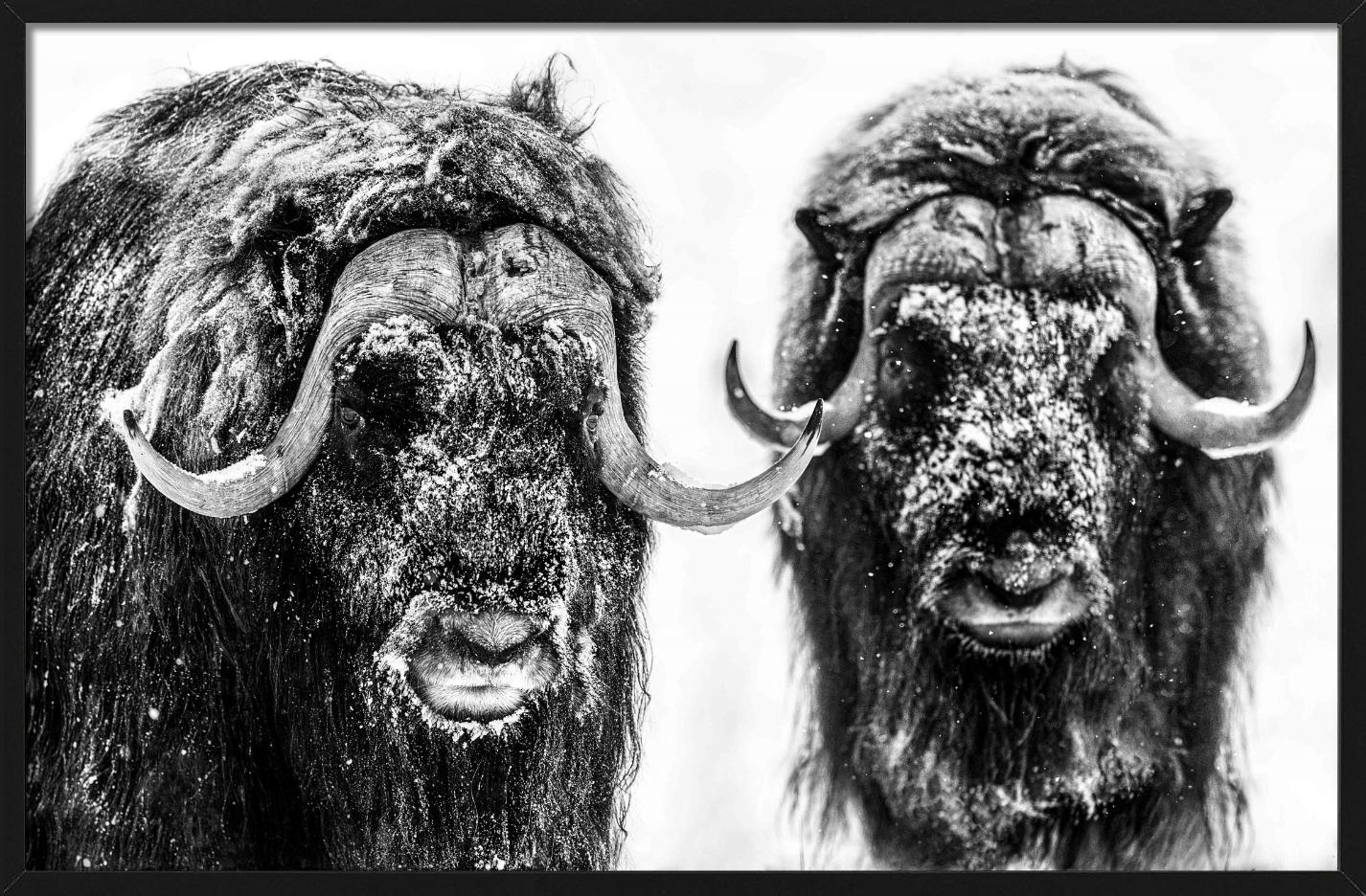 Schwarz-Weiß-Bild eines majestätischen Moschusochsen, fotografiert von David Yarrow.

Alle Drucke sind in limitierter Auflage erhältlich. Erhältlich in mehreren Größen. Hochwertige Einrahmung auf Anfrage.

Alle Drucke werden von der Künstlerin oder