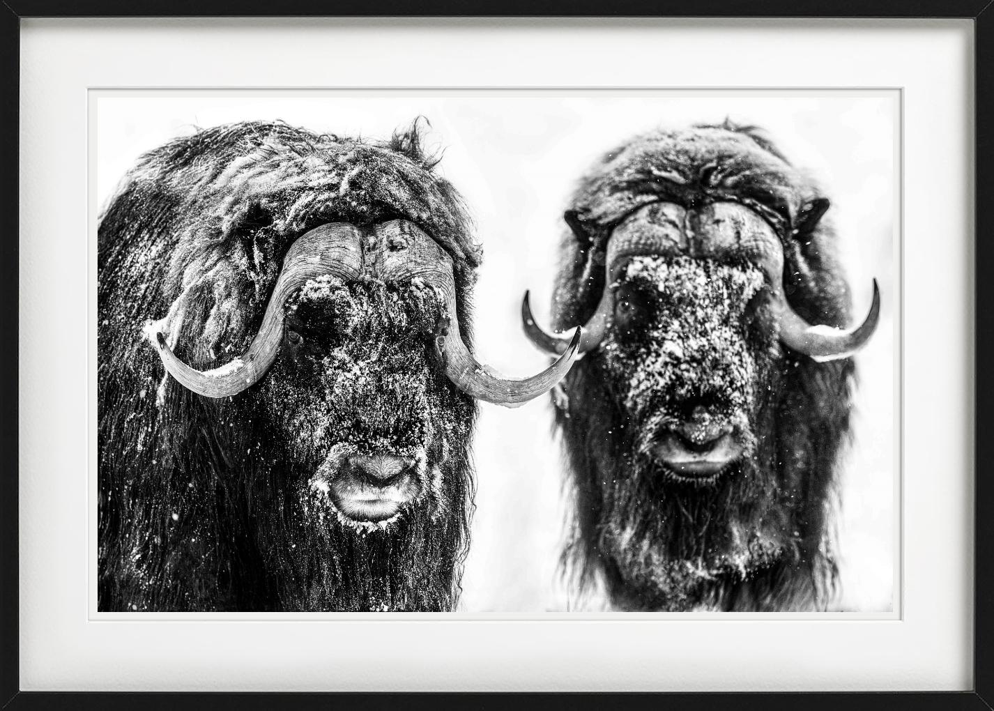 Hell's Kitchen, Moschusochse, Schwarzweiß, Kunstfotografie im Angebot 1