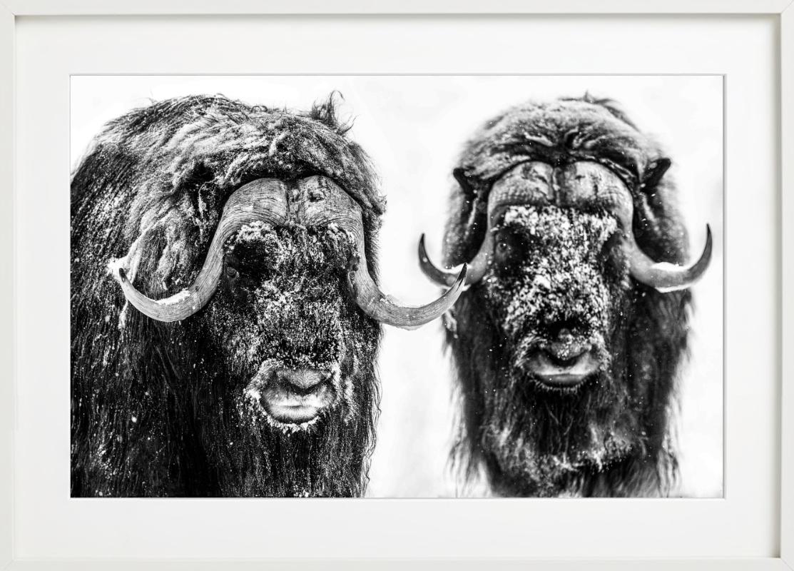 Hell's Kitchen, Moschusochse, Schwarzweiß, Kunstfotografie im Angebot 4