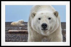 Hello (Colour) by David Yarrow - Polar Bear - Alaska - Wildlife Photography