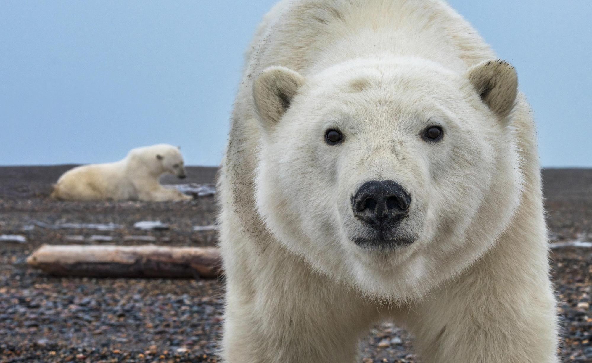 Hello (Colour) by David Yarrow - Polar Bear - Alaska - Wildlife Photography