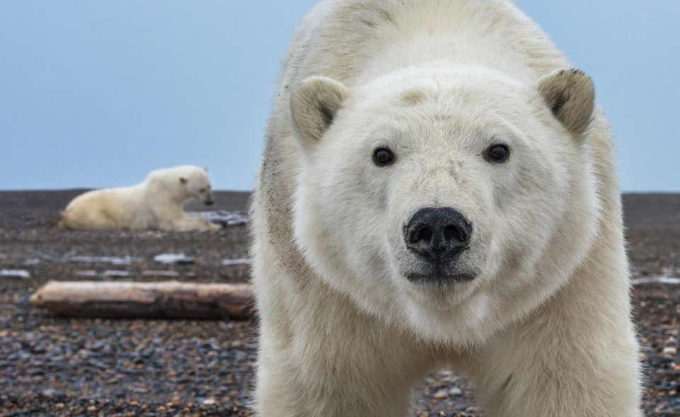 Hello (Colour) by David Yarrow - Polar Bear - Alaska - Wildlife Photography