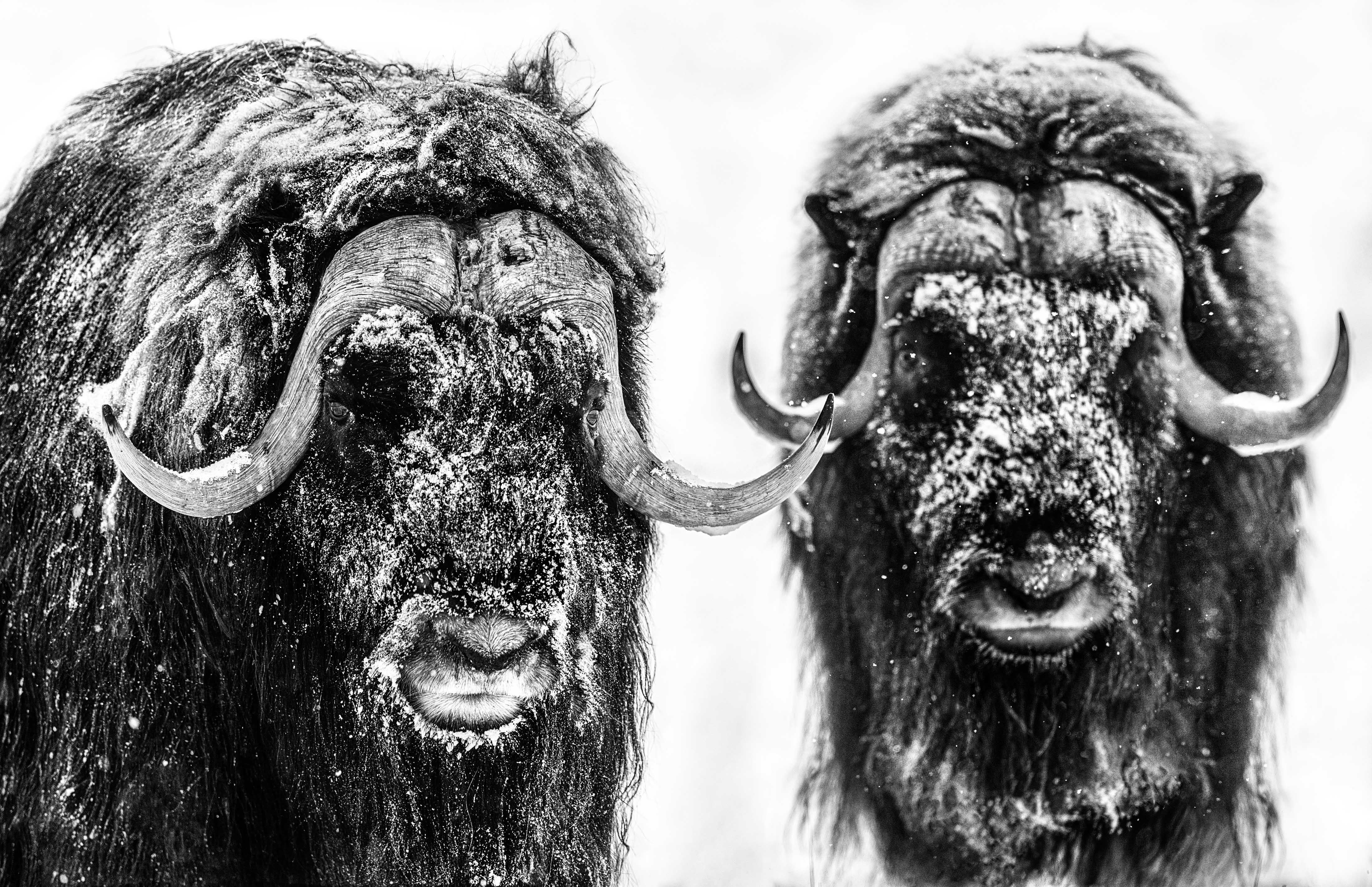La cuisine de l'enfer
Yukon, Canada - 2022

Impression pigmentaire d'archives sur papier baryté Hahnemühle Photo Rag 315 g/m². 

Taille de l'édition : 12

Tailles disponibles :

Standard 
Taille de l'image : 37" x 58"
Encadré Taille : 52" x
