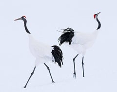 Hokkaido by David Yarrow - Japan - Crane - Contemporary Wildlife Photography