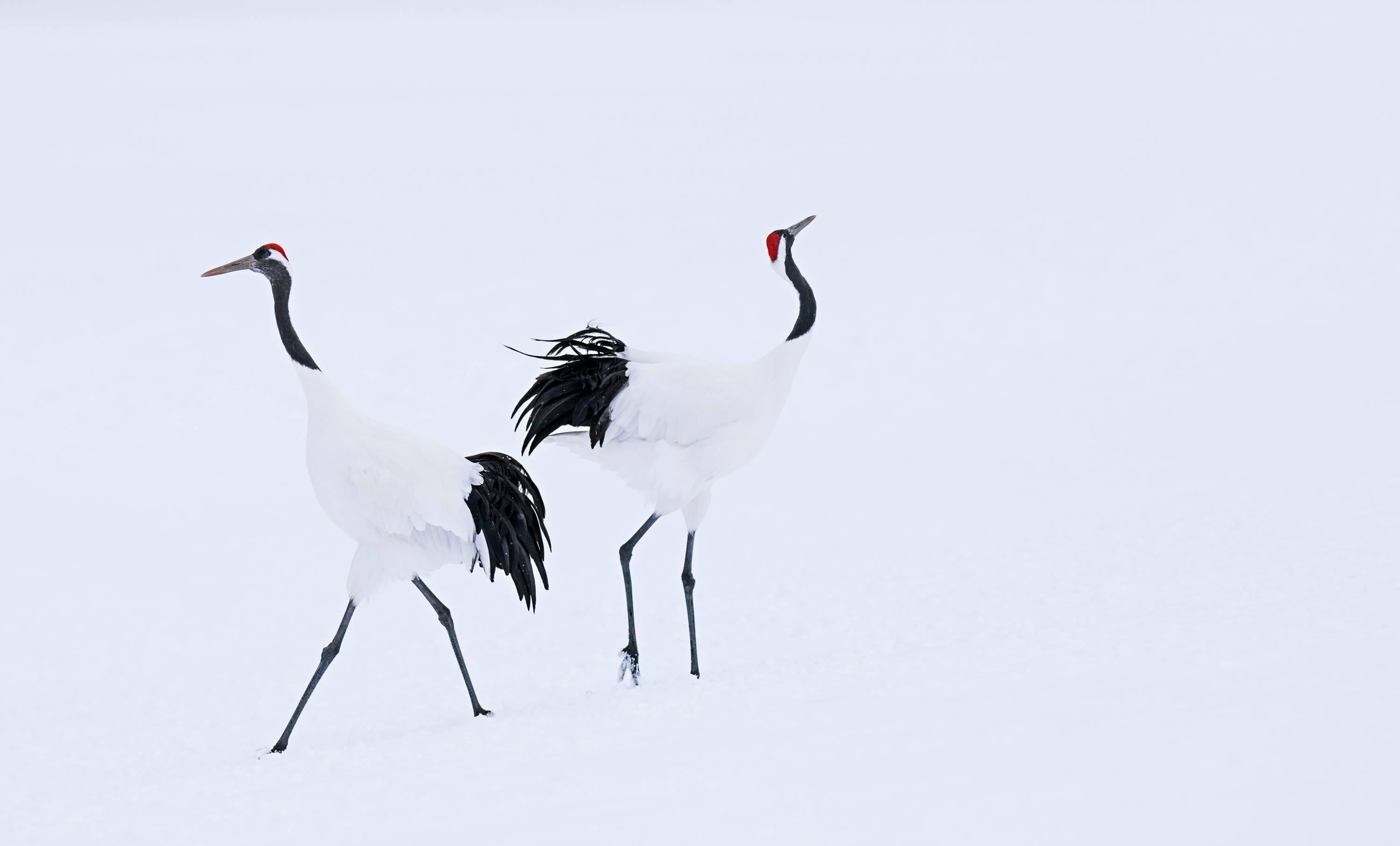 Hokkaido by David Yarrow - Japan - Crane - Contemporary Wildlife Photography