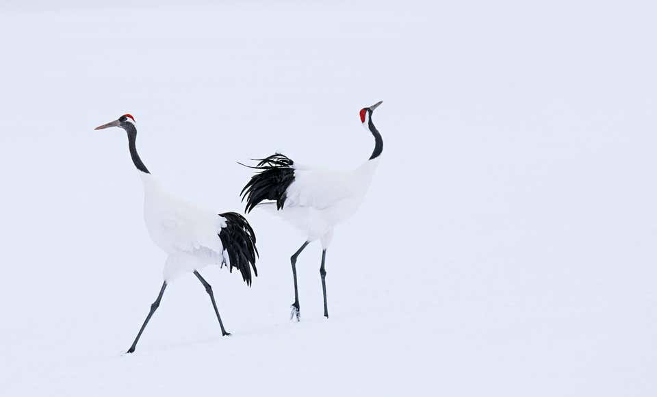 Hokkaido by David Yarrow - Japan - Crane - Contemporary Wildlife Photography