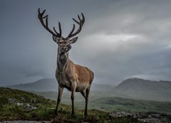 Homeland, Scotland by David Yarrow - Contemporary Wildlife Photography
