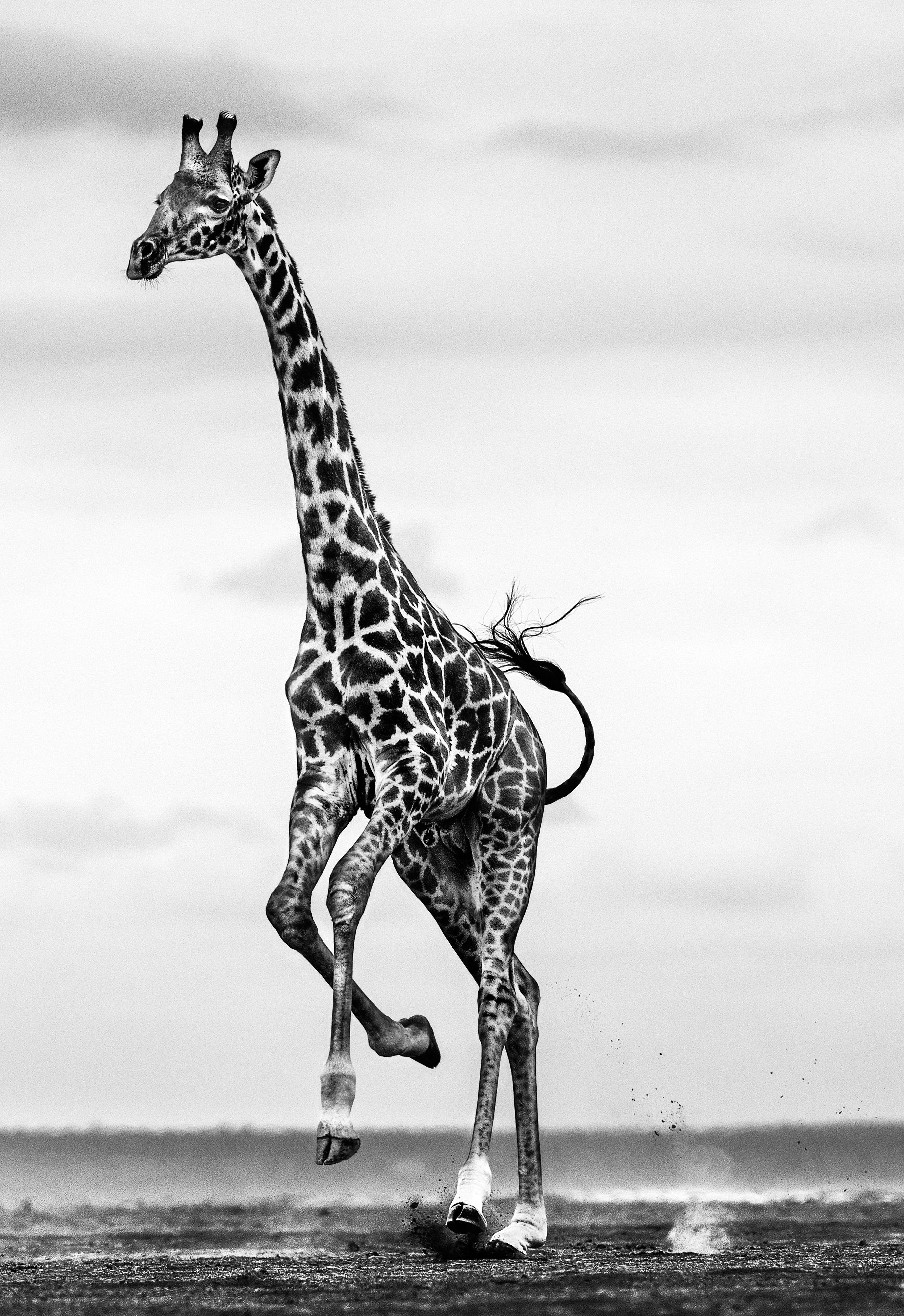 Hufschlag
Amboseli, Kenia - 2014

Archivalischer Pigmentdruck auf 315gsm Hahnemühle Photo Rag Baryta Papier 

Auflagenhöhe: 12

Verfügbare Größen:

Standard
Bildgröße: 54" x 37" 
Gerahmt Größe: 69" x 52"

Groß 
Bildgröße: 82" x 56"
Gerahmt Größe: