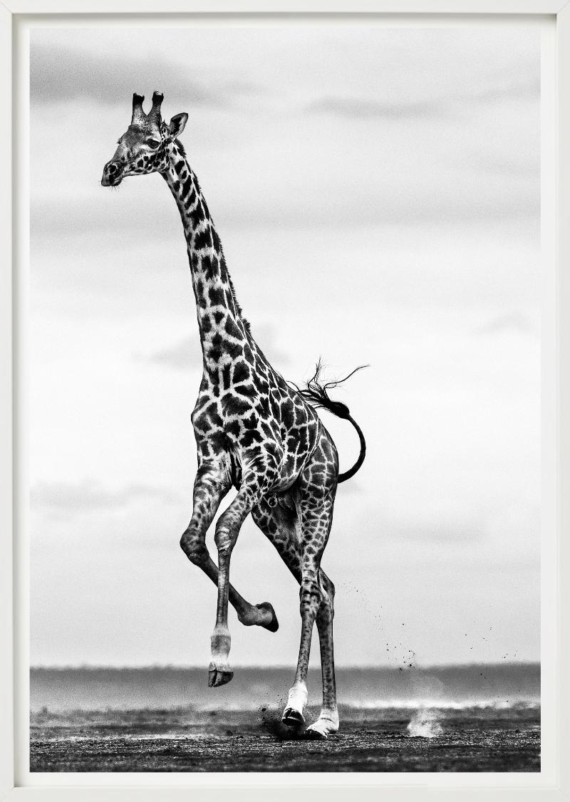 Hoof it a giraffe galloping through the sand, dynamic black and white photography, was photographed by David Yarrow.  

All prints are limited edition. Available in multiple sizes. High-end framing on request.

All prints are done and signed by the