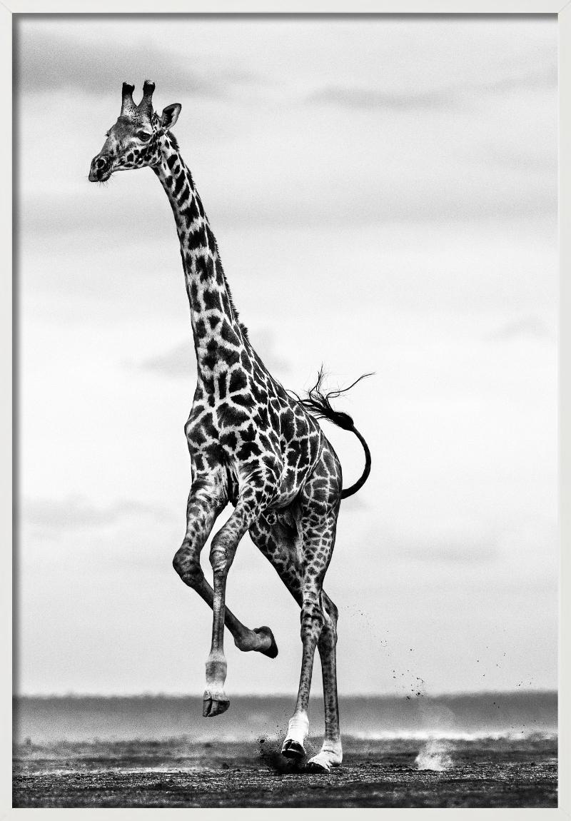 Hoof It - Galloping Giraffe, Fine Art Photography, 2014 For Sale 1