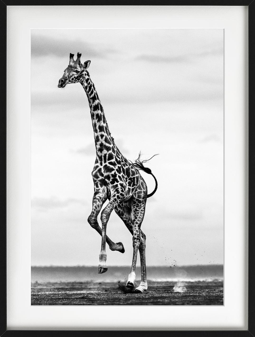 Hoof It - Galloping Giraffe, Fine Art Photography, 2014 For Sale 4