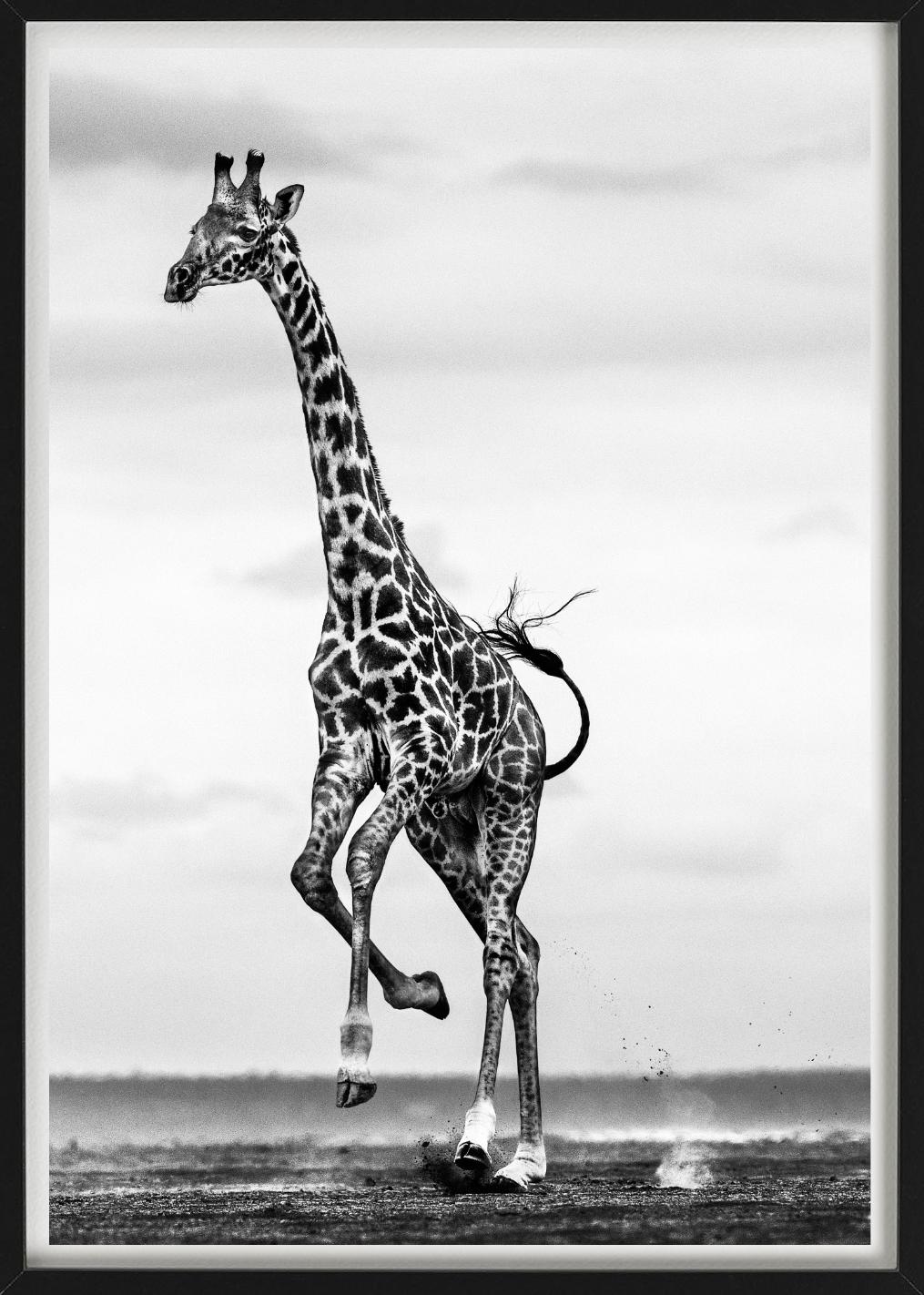 Hoof It - Galloping Giraffe, Fine Art Photography, 2014 For Sale 5