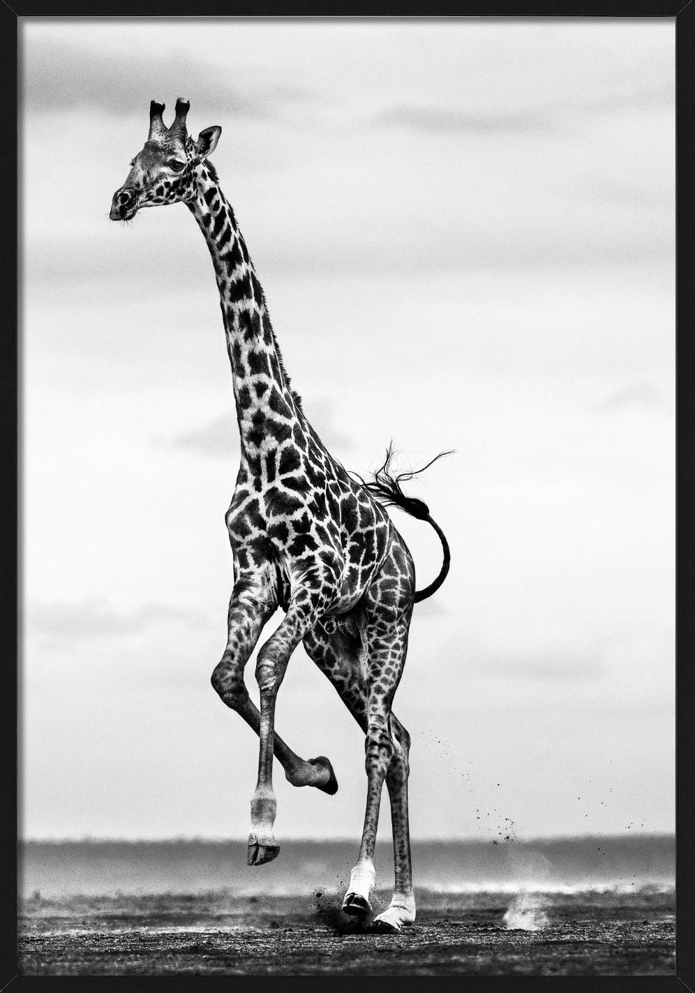 Hoof It - Galloping Giraffe, Fine Art Photography, 2014 For Sale 6