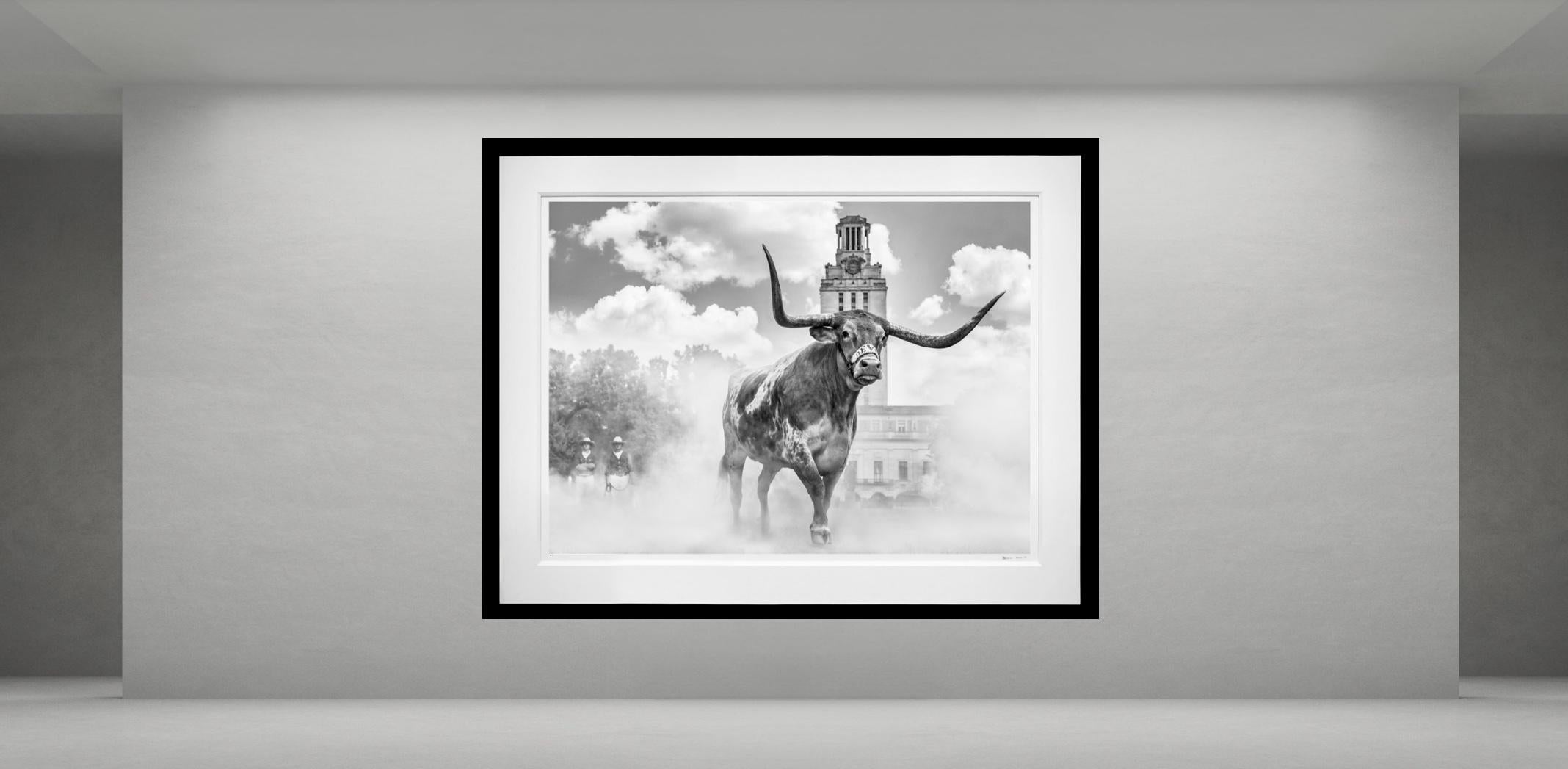 Hook 'em Horns B&N, Texas di David Yarrow - Longhorns in vendita 1