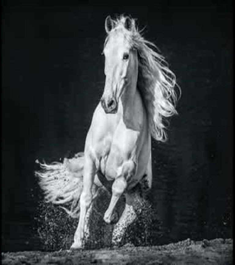 David Yarrow Horsepower For Sale at 1stDibs