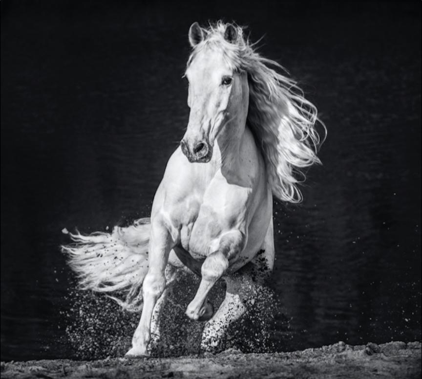 David Yarrow Black and White Photograph - Horsepower