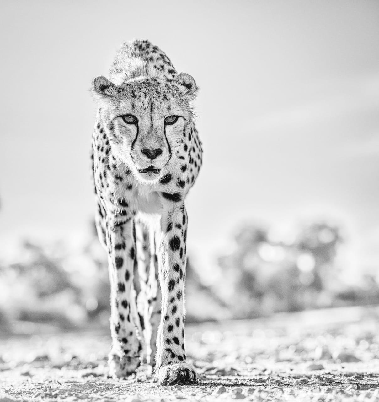 Black and White Photograph de David Yarrow - Piernas calientes II