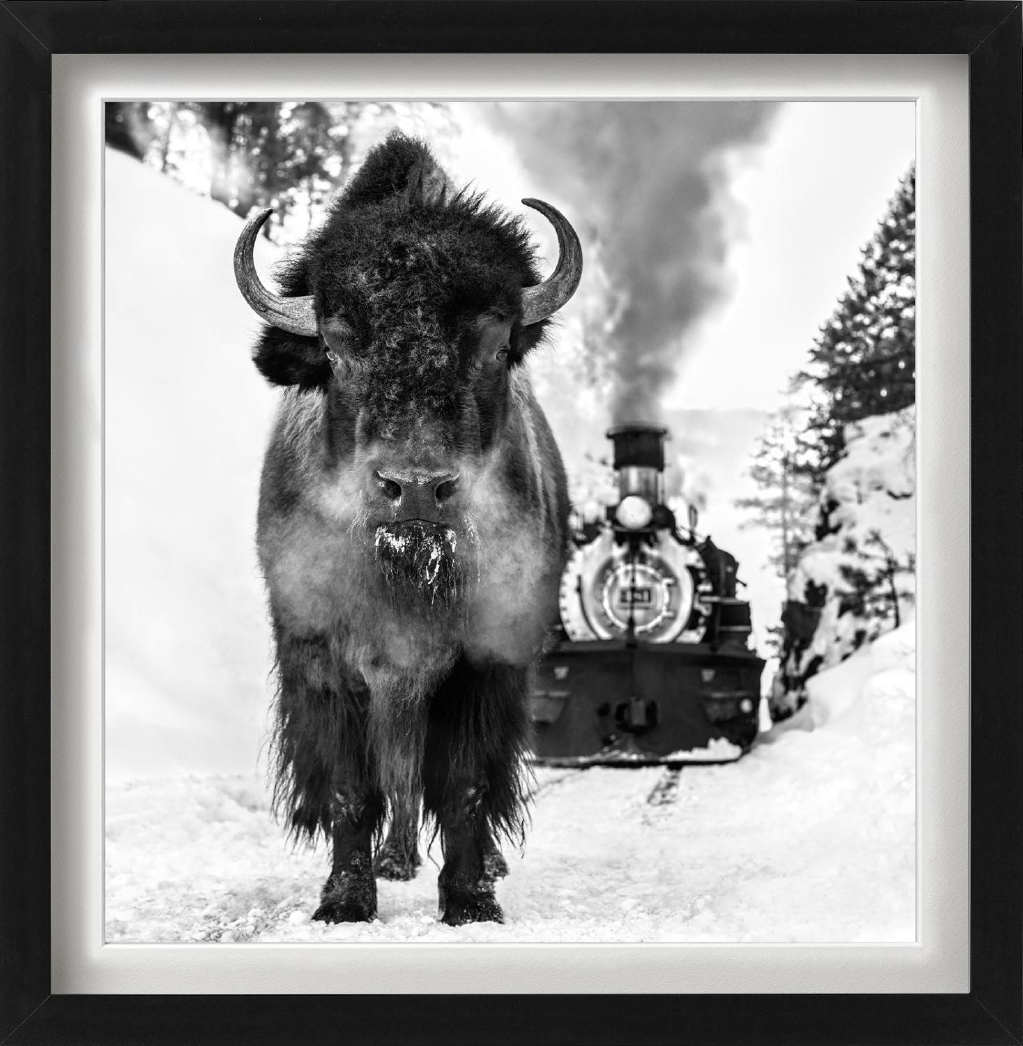 'I walk the line' - Bison and historic Locomitive, fine art photography, 2024 For Sale 1