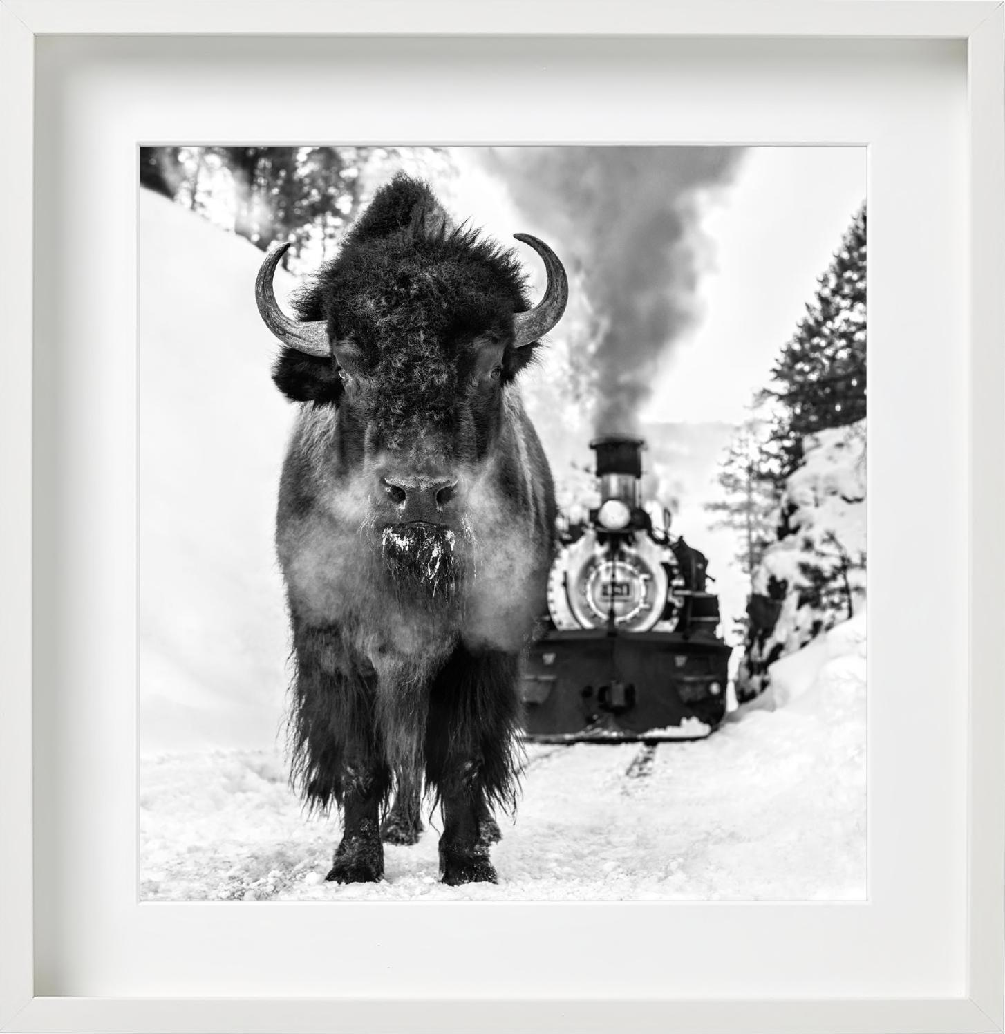 'I walk the line' - Bison and historic Locomitive, fine art photography, 2024 For Sale 4