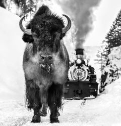 'I walk the line' - Bison and historic Locomitive, fine art photography, 2024