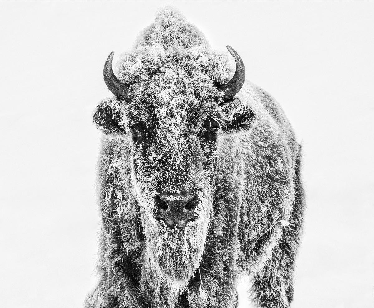 David Yarrow Black and White Photograph - Ice Age