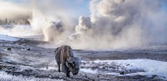 David Yarrow - In the Beginning (Colore) di David Yarrow - Parco Nazionale di Yellowstone - Bisonte In the Beginning (Colore) di David Yarrow - Parco Nazionale di Yellowstone - Bisonte